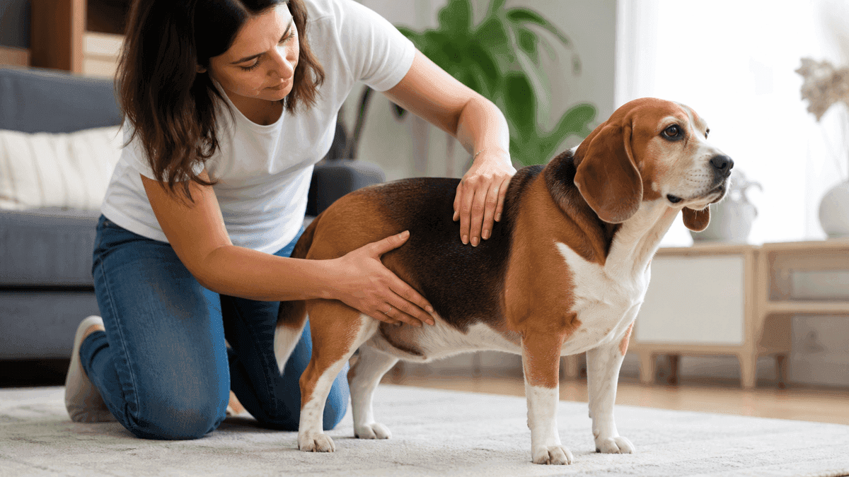 Propriétaire évaluant la silhouette d'un chien en surpoids