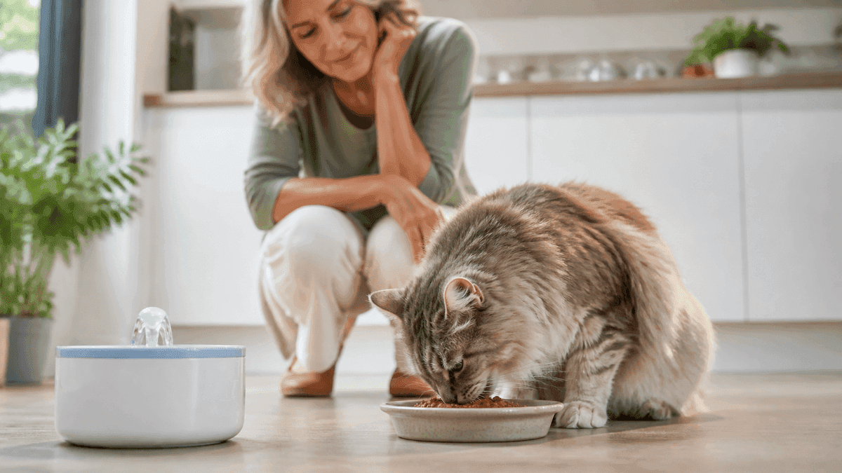 Chat senior mangeant une pâtée près d'une fontaine à eau