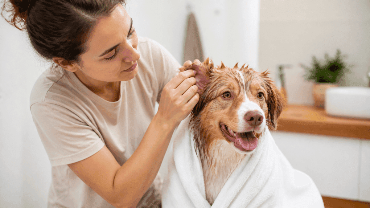 Chien après le bain pendant un contrôle doux de ses oreilles