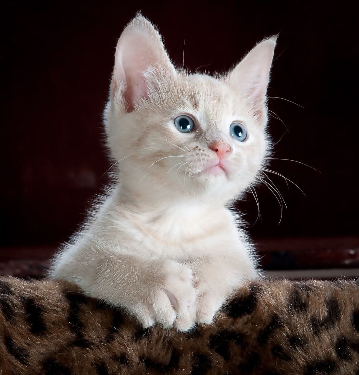 Chat heureux