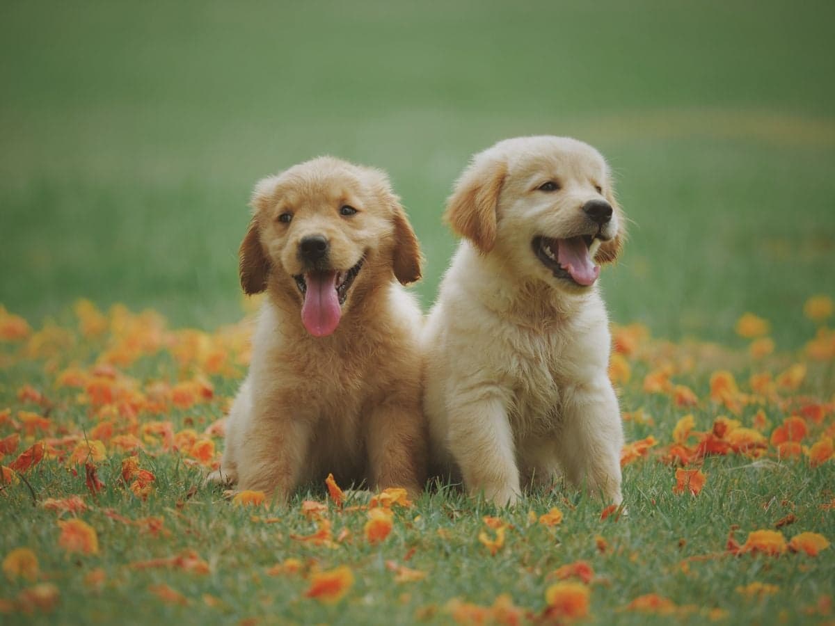 Chien heureux qui sourit